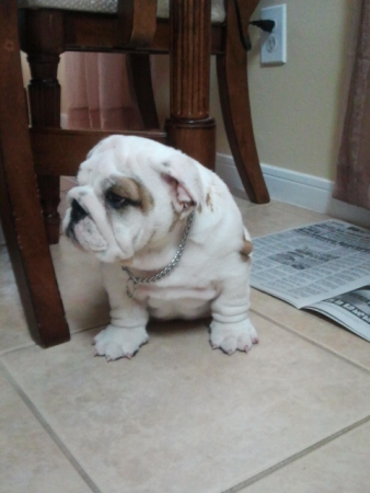 Exact Classic Buster